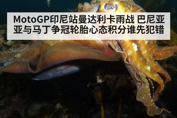 MotoGP印尼站曼达利卡雨战 巴尼亚亚与马丁争冠轮胎心态积分谁先犯错